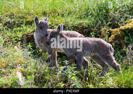 Femme capricorne Bouquetin des Alpes avec bébé Banque D'Images