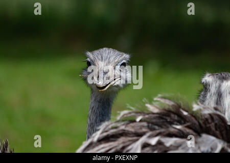 Portrait du chef de l'UEM en Australie avec un fond vert Banque D'Images