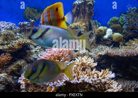 L'Aquarium dans le Zoo de Londres, Londres Banque D'Images