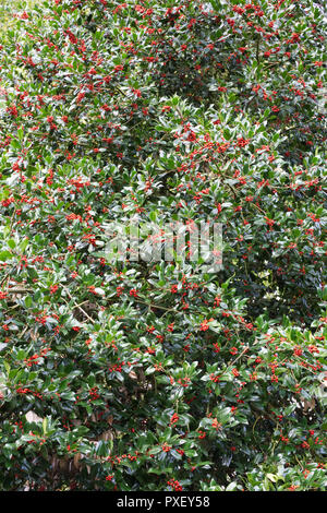 L'Ilex. Holly bush avec les baies. Banque D'Images