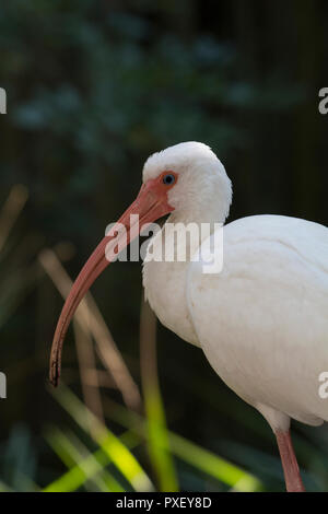 Ibis blanc Eudocimus albus, portrait Banque D'Images