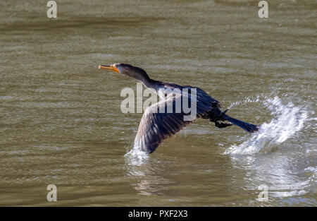 Nannopterum auritum), plumage non reproductif, décollage de l'eau, Iowa, États-Unis. Banque D'Images