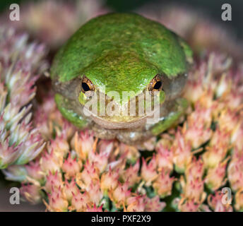 La rainette versicolore (Hyla chrysoscelis) en attente d'une proie sur les fleurs la nuit, Iowa, États-Unis Banque D'Images