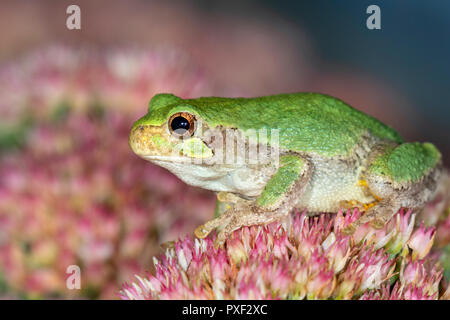 Treefrog gris de Cope (Dryophytes [Hyla] chrysoscelis) attendant une proie sur les fleurs la nuit, Iowa, USA Banque D'Images