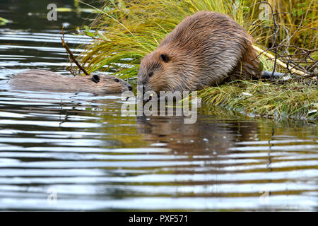 Une mère "Castor Castor canadensis' et son ans kit sur la rive du lac de Maxwell à Hinton, Alberta, Canada. Banque D'Images