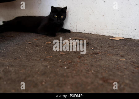 Chat domestique additionneur chasse serpent dans le jardin. Banque D'Images