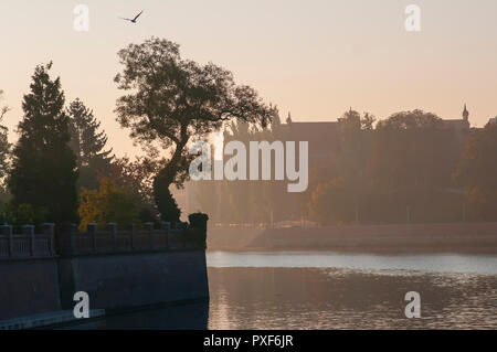 Wroclaw, du fleuve Oder et arbre sur Ostrow Tumski dans le brouillard du matin. Lever du soleil sur la rivière. Banque D'Images