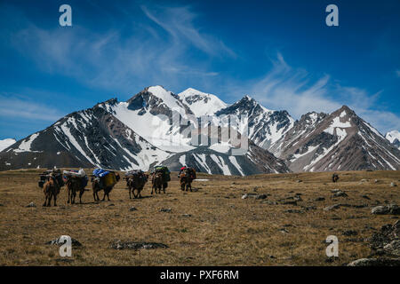 Trekking avec une caravane de chameaux à Tavan Bogd parc national dans l'ouest de la Mongolie. Une belle journée d'été avec des pics de montagne enneigée et whispy nuages. Banque D'Images