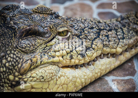 Tête de crocodile close-up des yeux et des dents. Banque D'Images