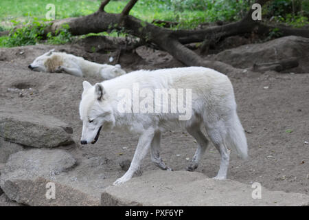 Loup arctique en captivité Banque D'Images