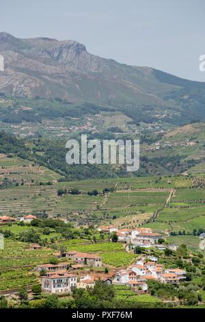 Les modèles de vignes en vignes dans l'Alto Douro La région de Porto du Portugal en été à proximité de la zone de peso da Regua Banque D'Images