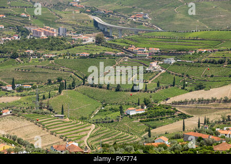 Les modèles de vignes en vignes dans l'Alto Douro La région de Porto du Portugal en été à proximité de la zone de peso da Regua Banque D'Images