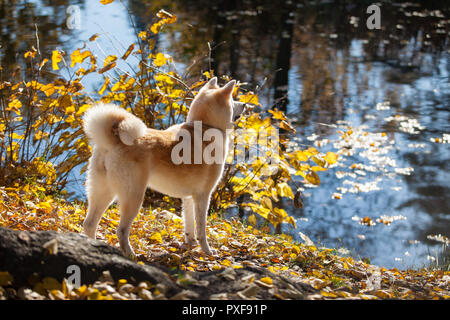 Belle race de chien akita inu, lors d'une promenade Banque D'Images