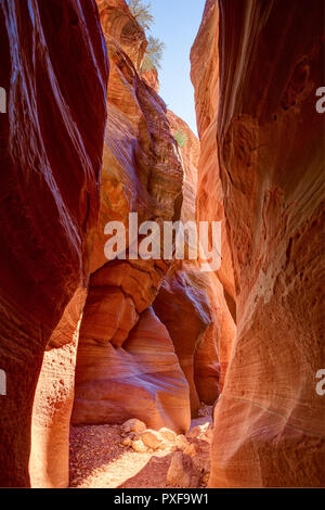 La fente étroite col en fil canyon Buckskin Gulch dans matin ensoleillé, Paria Canyon-Vermilion Cliffs Wilderness, près de la frontière, Utah-Arizona sou Banque D'Images