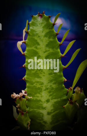 Cactus, Cactaceae, avec fond violet et bleu Banque D'Images