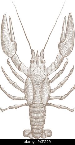 Le homard. Croquis dessinés à la main, Illustration de Vecteur