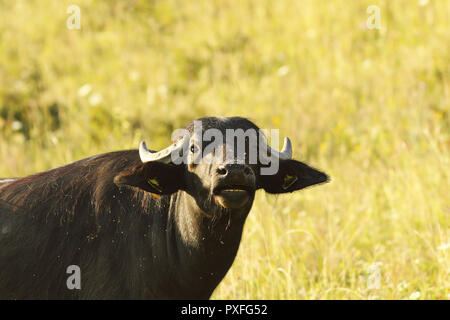 Buffalo noir portrait indien (Bubalus bubalis, la branche de buffles d'eau ) Banque D'Images