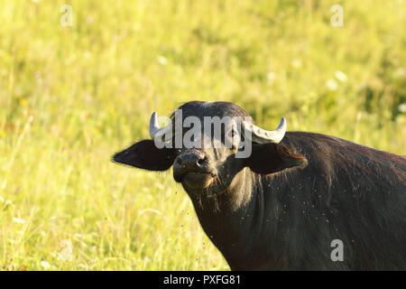 Close-up of buffalo domestique curieux ( Bubalus bubalis ) Banque D'Images