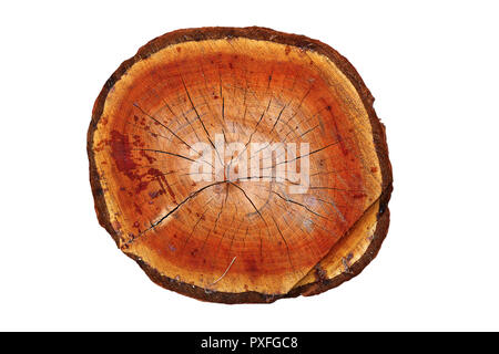 Section transversale du tronc de l'arbre de cerisier isolé sur fond blanc Banque D'Images