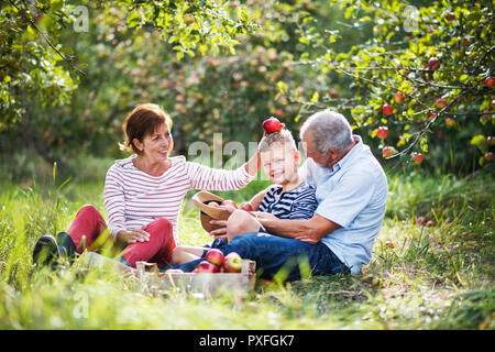 Un couple de personnes âgées dont les petits-fils de verger sitting on grass, s'amusant. Banque D'Images