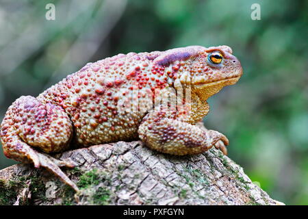 Grand brun européen permanent crapaud sur moignon ( Bufo bufo, femme ) Banque D'Images