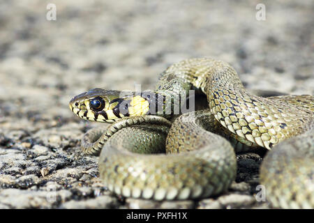 La plupart des serpents européen commun, Natrix natrix ou la couleuvre Banque D'Images