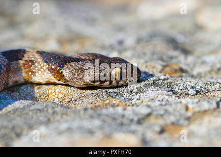 Telescopus fallax portrait juvénile en milieu naturel, serpent chat photographié en île de Milos, Grèce Banque D'Images