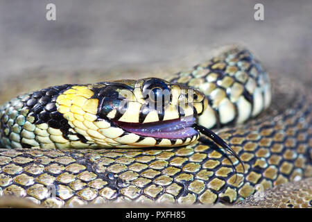 Comportement thanatosis, couleuvre ( Natrix natrix, macro portrait ) Banque D'Images