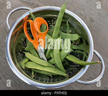 Une passoire en acier inoxydable contenant frais coupé / choisi les haricots verts avec les ciseaux utilisés pour les récolter, UK Banque D'Images