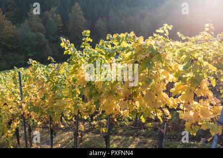 Soleil qui brille à travers les feuilles colorées dans un vignoble sur une belle journée d'automne suisse Banque D'Images