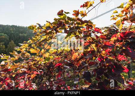 Soleil qui brille à travers les feuilles colorées dans un vignoble sur une belle journée d'automne suisse Banque D'Images