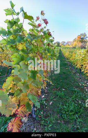 Soleil qui brille à travers les feuilles colorées dans un vignoble sur une belle journée d'automne suisse Banque D'Images