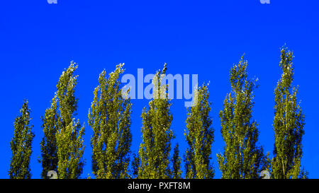 Peuplier arbres contre le ciel bleu par un jour de vent. Abstract Natural Background Banque D'Images