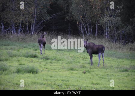 Norwegen, Südnorwegen, Schweden, Elch, Elche, Elchfamilie, Hirsch, Trughirsch Stirnwaffenträger Skandinavien,,, Pagan Geweih, Abend, Dämmerung, Futter, est tombé