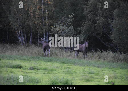 Norwegen, Südnorwegen, Schweden, Elch, Elche, Elchfamilie, Hirsch, Trughirsch Stirnwaffenträger Skandinavien,,, Pagan Geweih, Abend, Dämmerung, Futter, est tombé