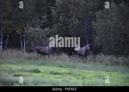 Norwegen, Südnorwegen, Schweden, Elch, Elche, Elchfamilie, Hirsch, Trughirsch Stirnwaffenträger Skandinavien,,, Pagan Geweih, Abend, Dämmerung, Futter, est tombé