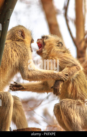 Deux singes vervet en colère avec une bouche ouverte lutte pour le leadership. Le singe, Chlorocebus pygerythrus, est de la famille des Thraupidae. Le Parc National Kruger, Afrique du Sud. Banque D'Images