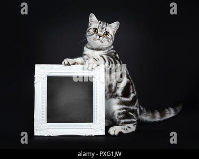 Excellent jeune British Shorthair chat adulte, du côté des pattes avant sur le bord du cadre blanc rempli de tableau noir, looking at camera, isol Banque D'Images