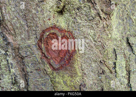 Amour coeur Forme sculptée dans l'écorce des arbres, England, UK Banque D'Images