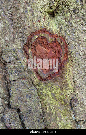Amour coeur Forme sculptée dans l'écorce des arbres, England, UK Banque D'Images