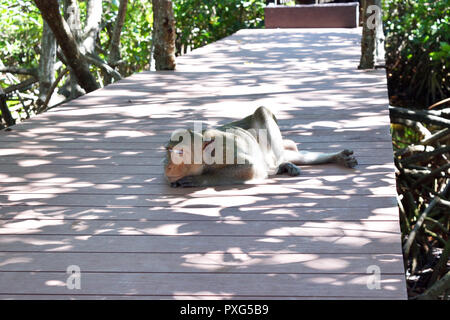 Singe velu d'or dormir sur pont de bois dans la forêt de mangrove, les macaques à longue queue, le crabe-eating macaque à Khao Sam Roi Yot National Park, Thaïlande Banque D'Images