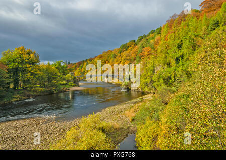 MORAY ECOSSE CRAIGELLACHIE TELFORD PONT SUR LA RIVIÈRE SPEY AVEC DES ARBRES ET DES FEUILLES À L'AUTOMNE Banque D'Images