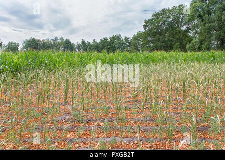 Les dommages agricoles sécheresse dans les plantes de maïs qui s'assèchent en été Banque D'Images