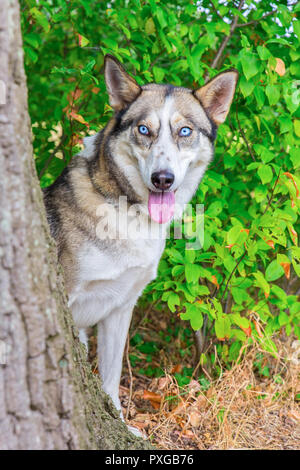 Regard de chien husky loup derrière tronc de l'arbre Banque D'Images