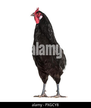 La Fleche chicken standing against white background Banque D'Images