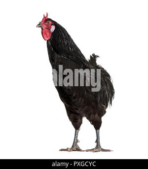 La Fleche chicken standing against white background Banque D'Images