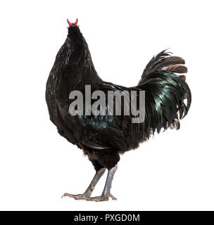 La Fleche chicken standing against white background Banque D'Images