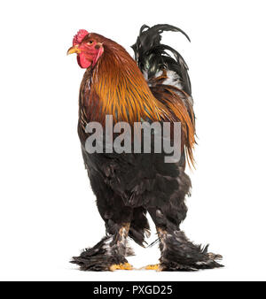 Coq Brahma, standing against white background Banque D'Images