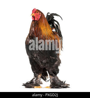 Coq Brahma, standing against white background Banque D'Images