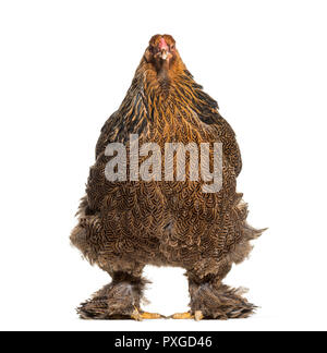 Poule Brahma, standing against white background Banque D'Images